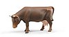 Cow 1 pcs (head right, head down or head left)